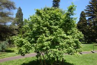 Acer pubinerve
