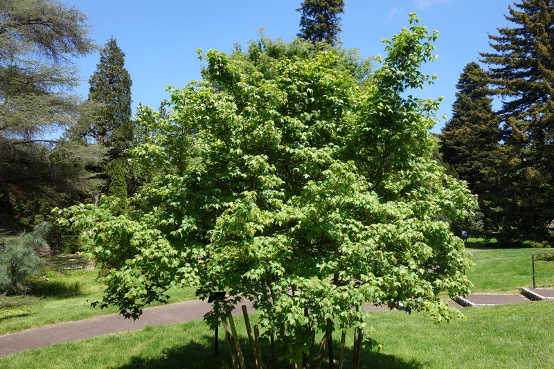 Acer pubinerve