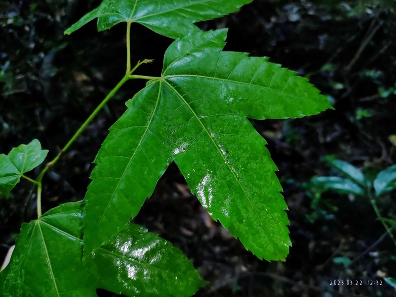 Acer pubinerve photo 2