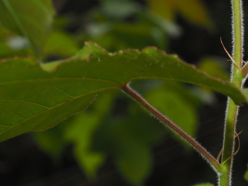 Acer pubinerve photo 3