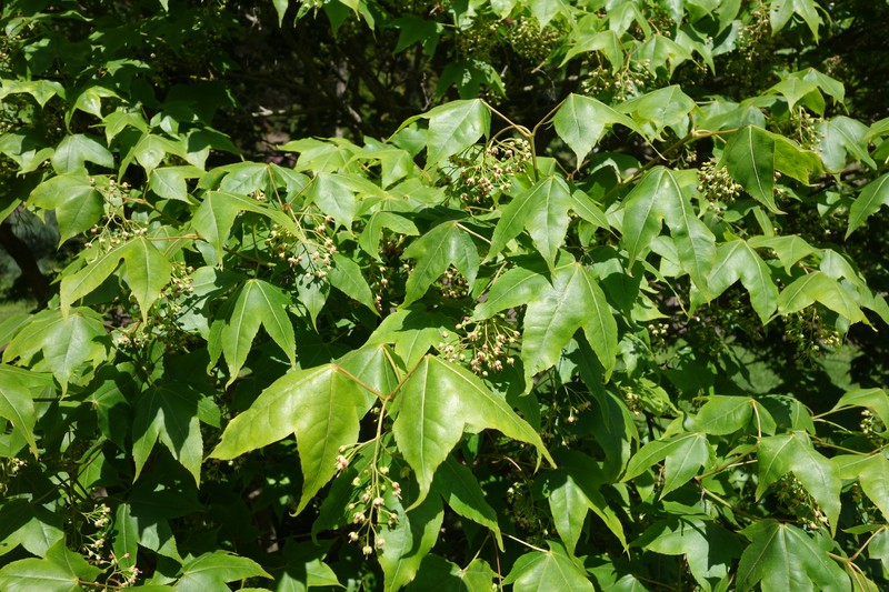 Acer pubinerve photo 5