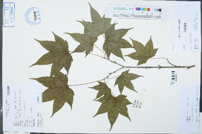 Acer pubinerve photo 7