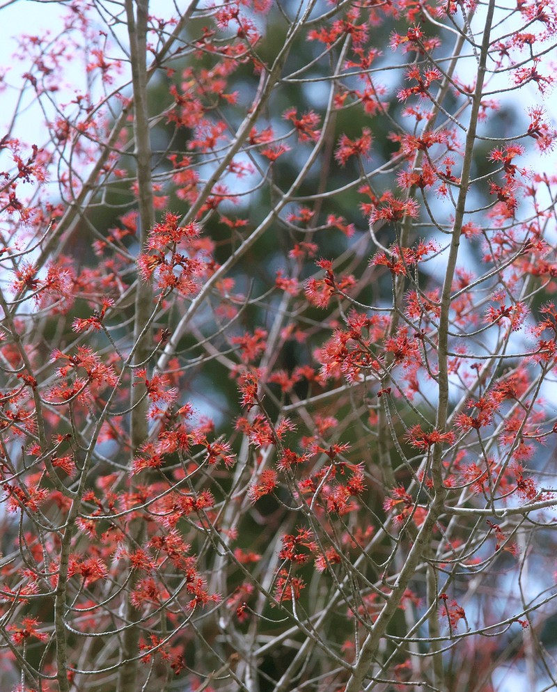 Acer pycnanthum photo 3