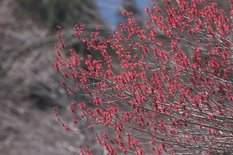 Acer pycnanthum photo 4