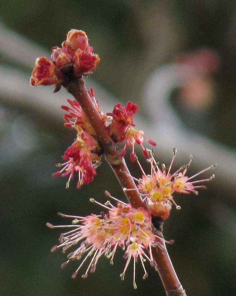 Acer pycnanthum