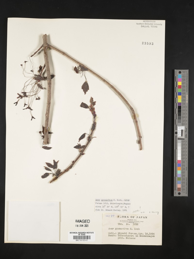 Acer pycnanthum photo 6
