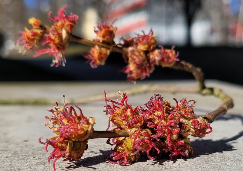 Acer pycnanthum photo 7
