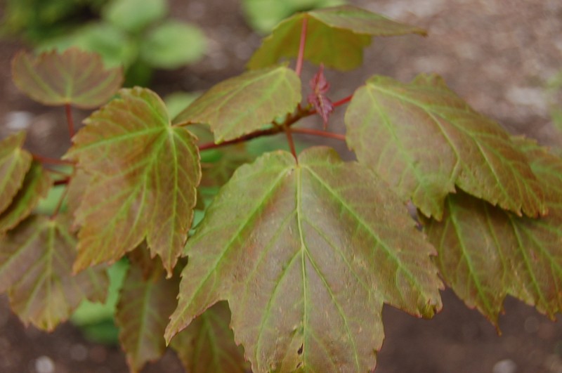 Acer pycnanthum photo 8