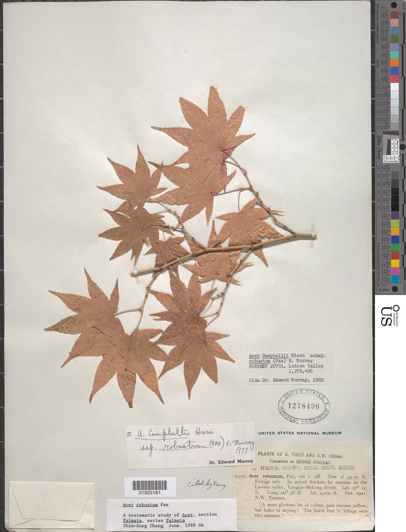 Acer robustum