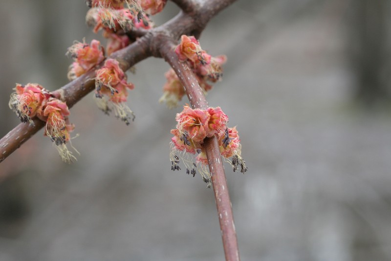 Red Maple photo 2
