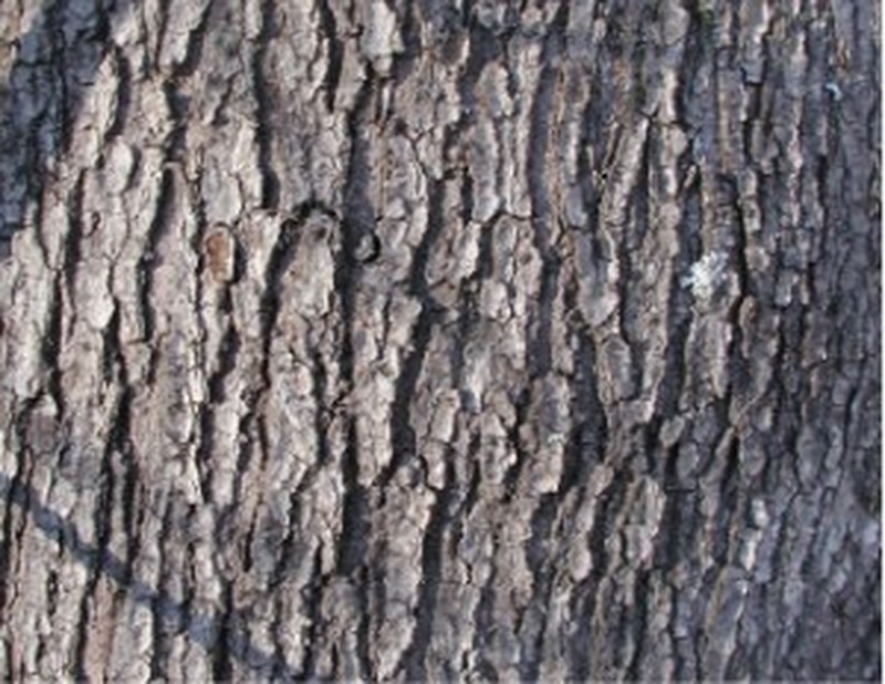 Red Maple photo 3