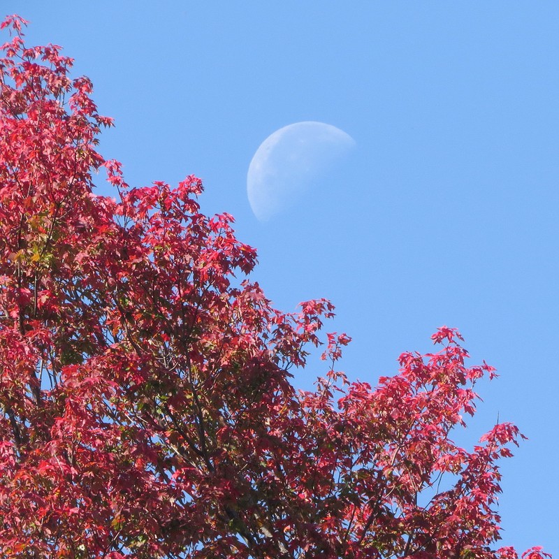 Red Maple photo 6