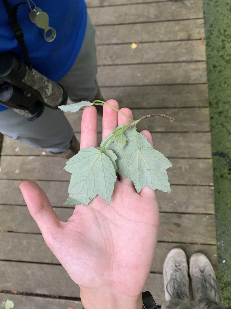 Acer rubrum var. drummondii