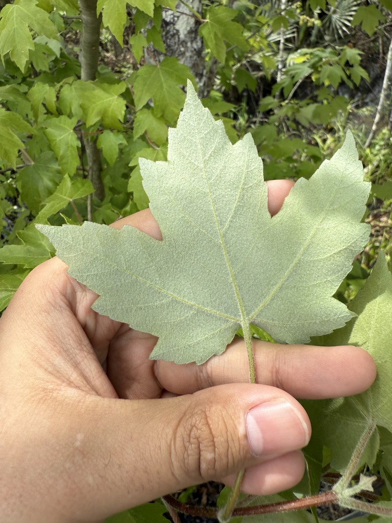 Acer rubrum var. drummondii photo 2