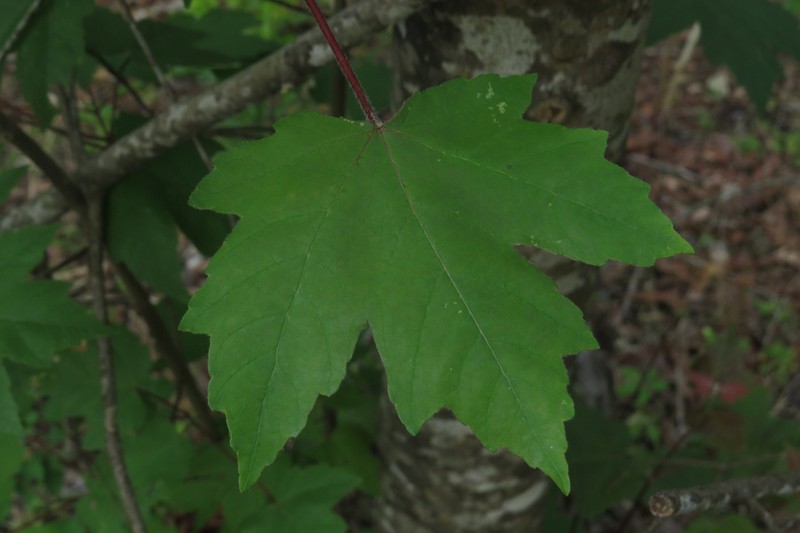 Acer rubrum var. drummondii photo 3