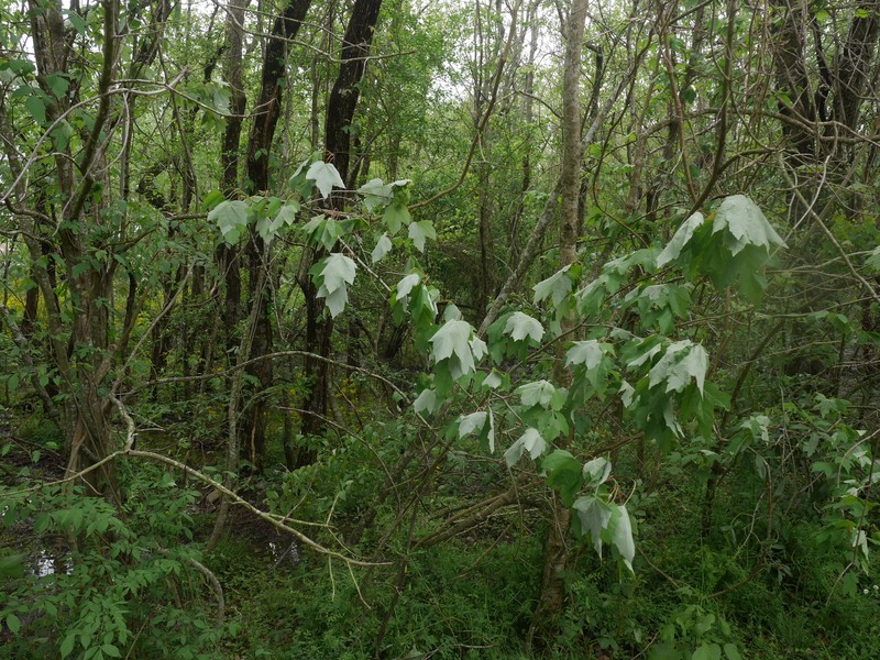 Acer rubrum var. drummondii photo 4