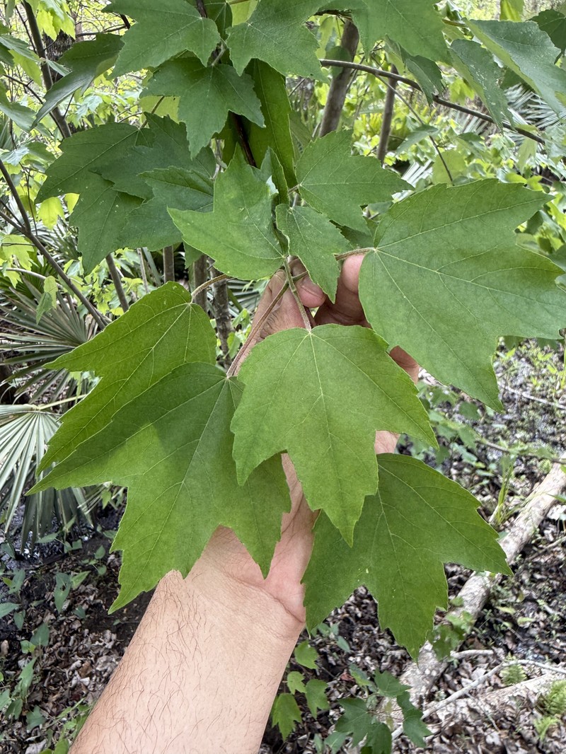 Acer rubrum var. drummondii photo 5