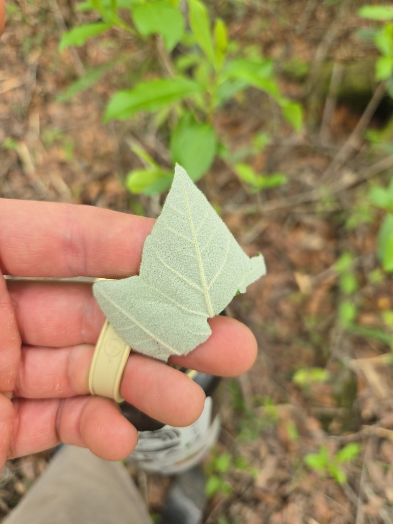 Acer rubrum var. drummondii photo 6