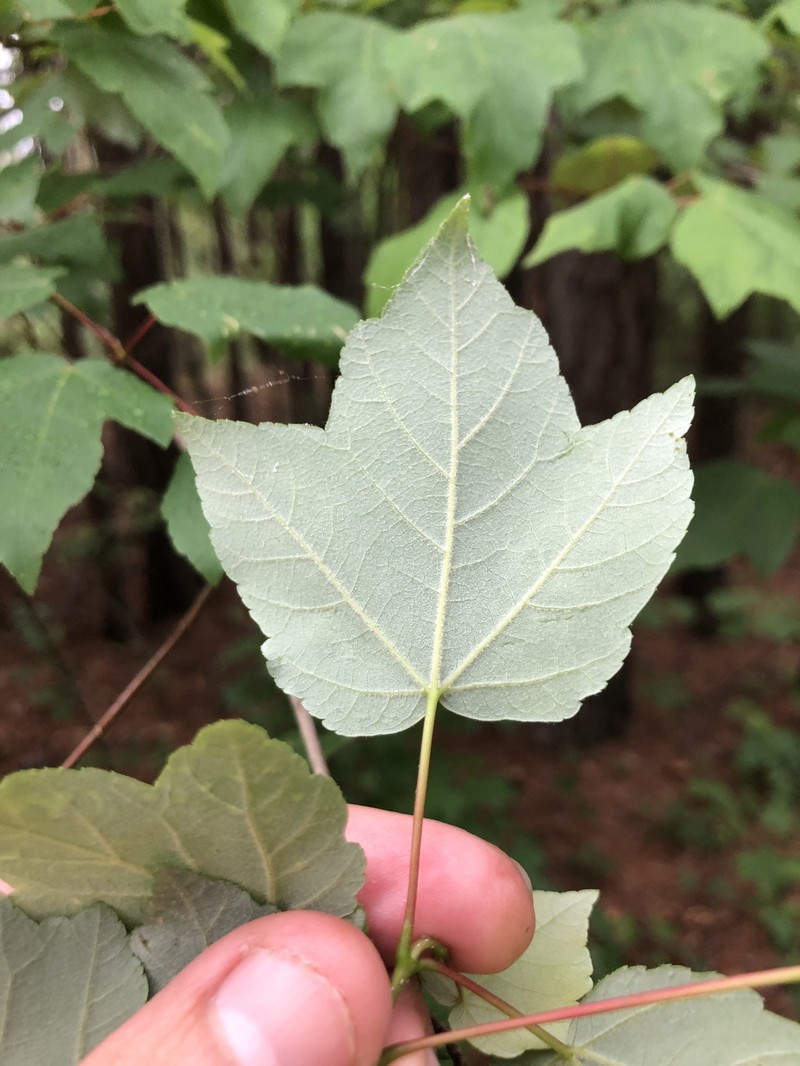Acer rubrum var. drummondii photo 7