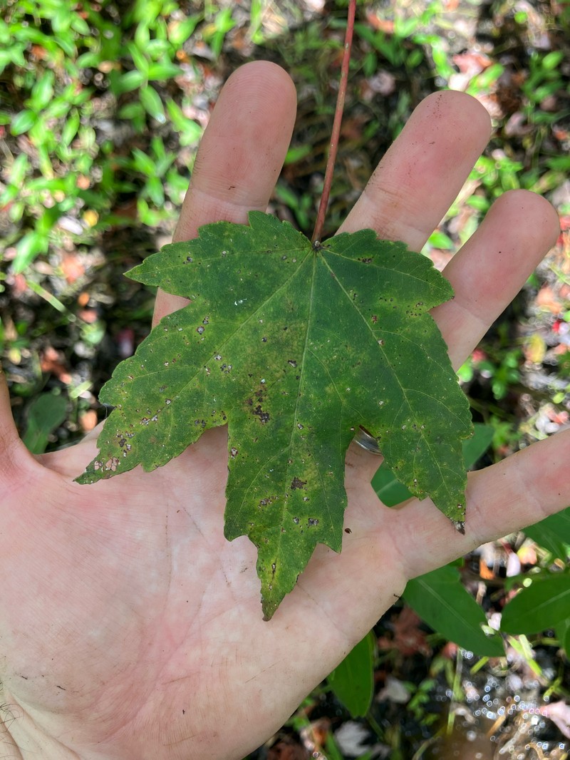Acer rubrum var. rubrum