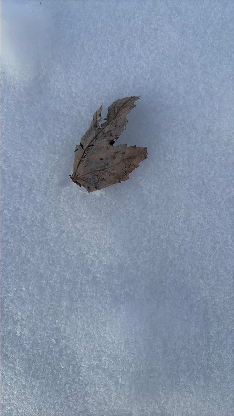 Acer rubrum var. rubrum photo 2
