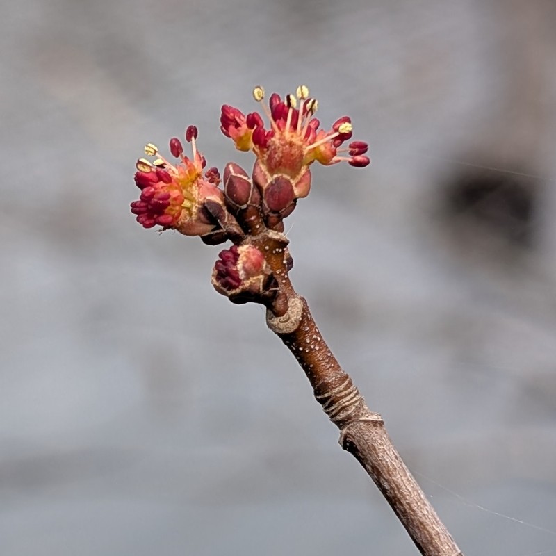 Acer rubrum var. rubrum photo 3
