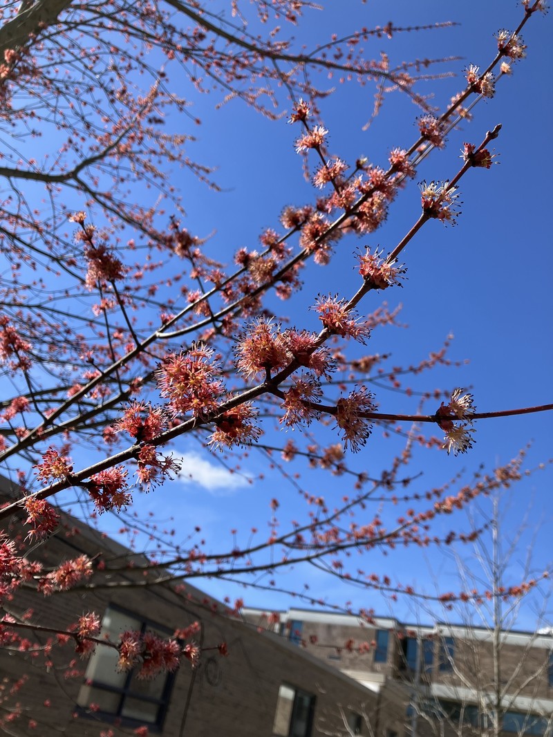 Acer rubrum var. rubrum photo 4