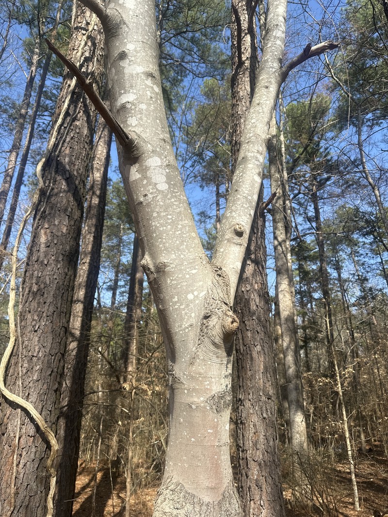 Acer rubrum var. rubrum photo 5