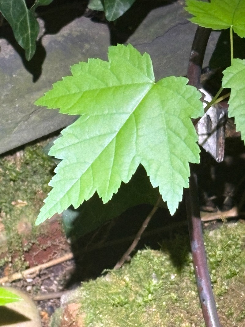Acer rubrum var. rubrum photo 6