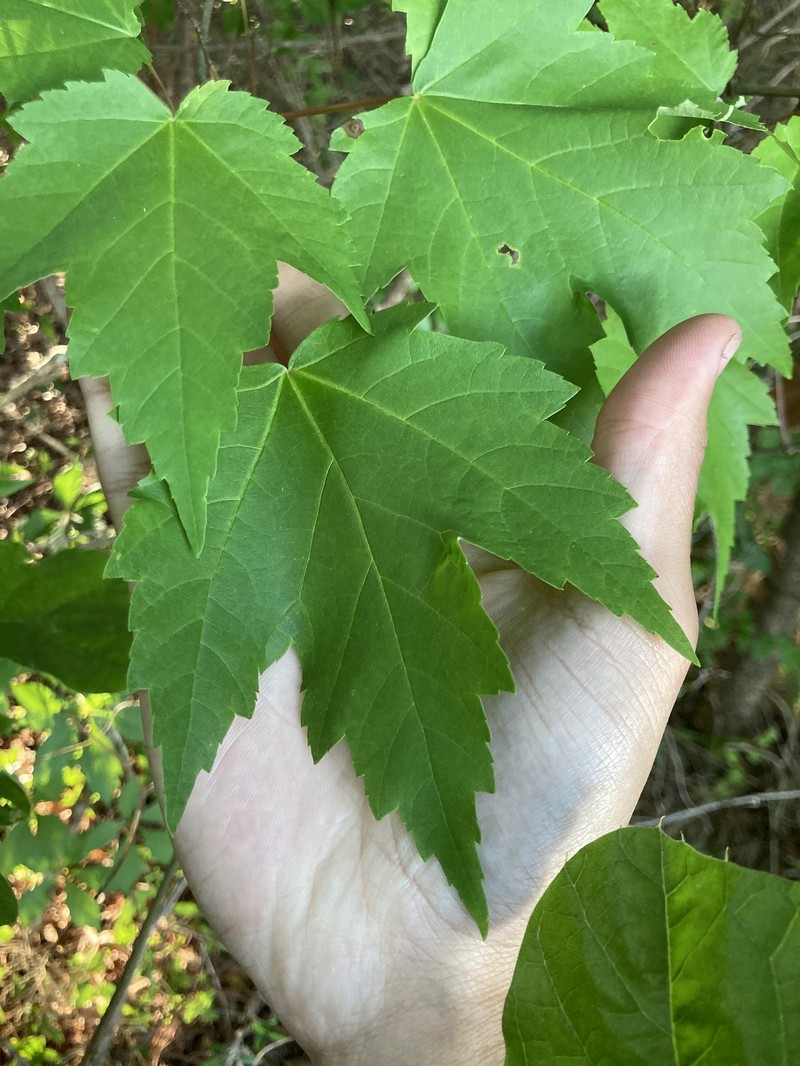 Acer rubrum var. rubrum photo 7