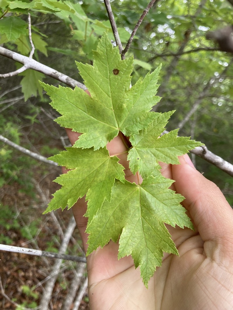 Acer rubrum var. rubrum photo 8