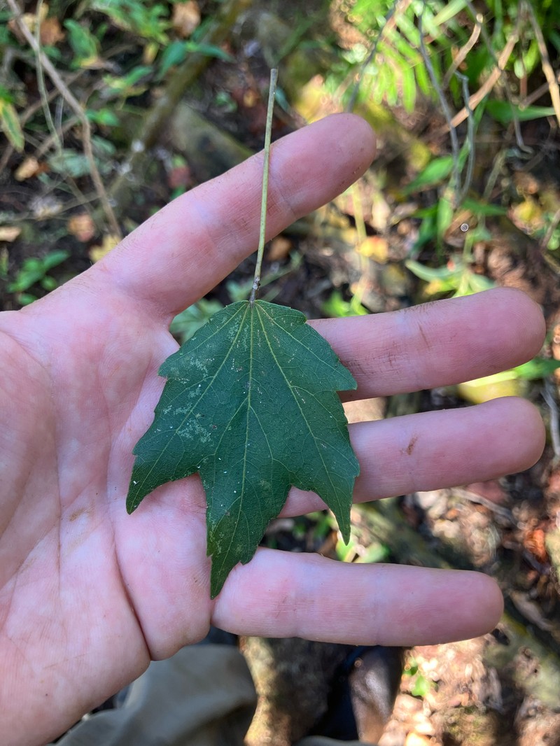 Acer rubrum var. trilobum