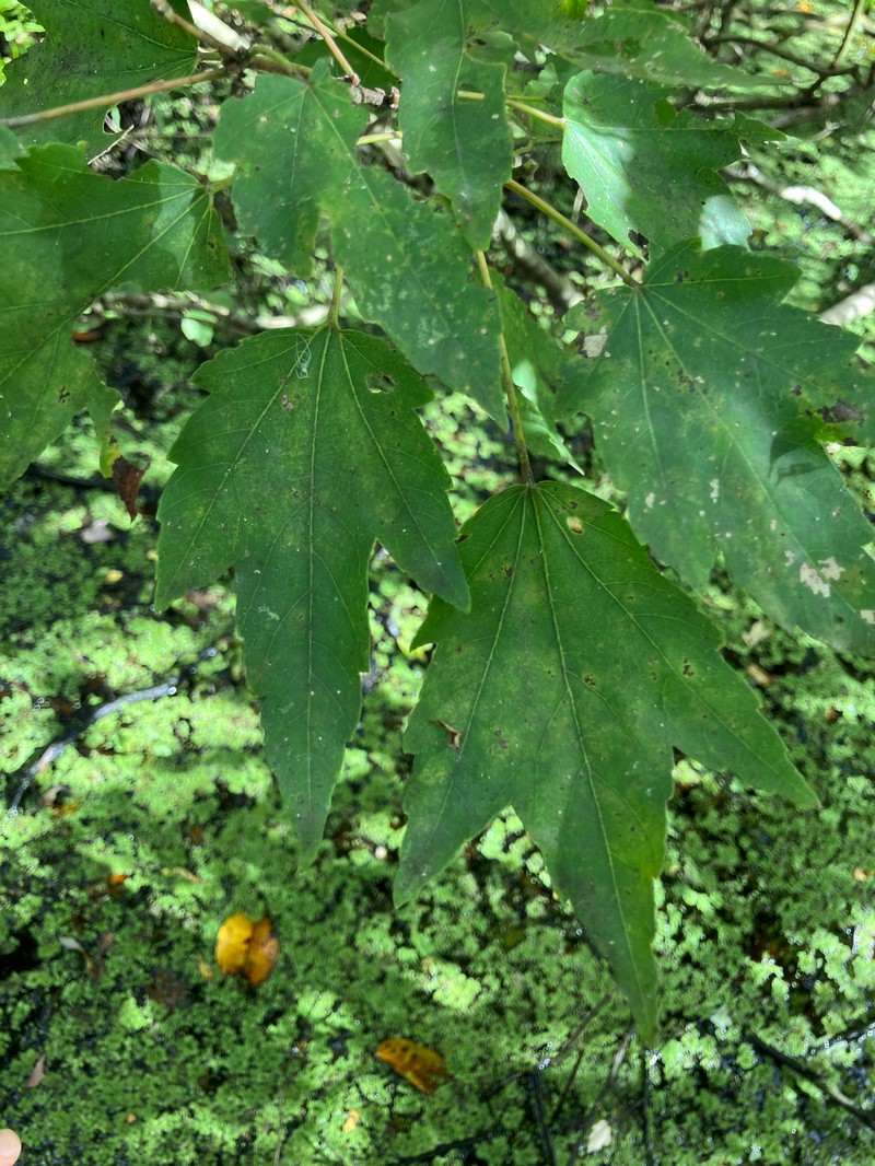 Acer rubrum var. trilobum photo 2