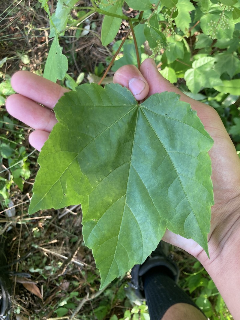 Acer rubrum var. trilobum photo 3