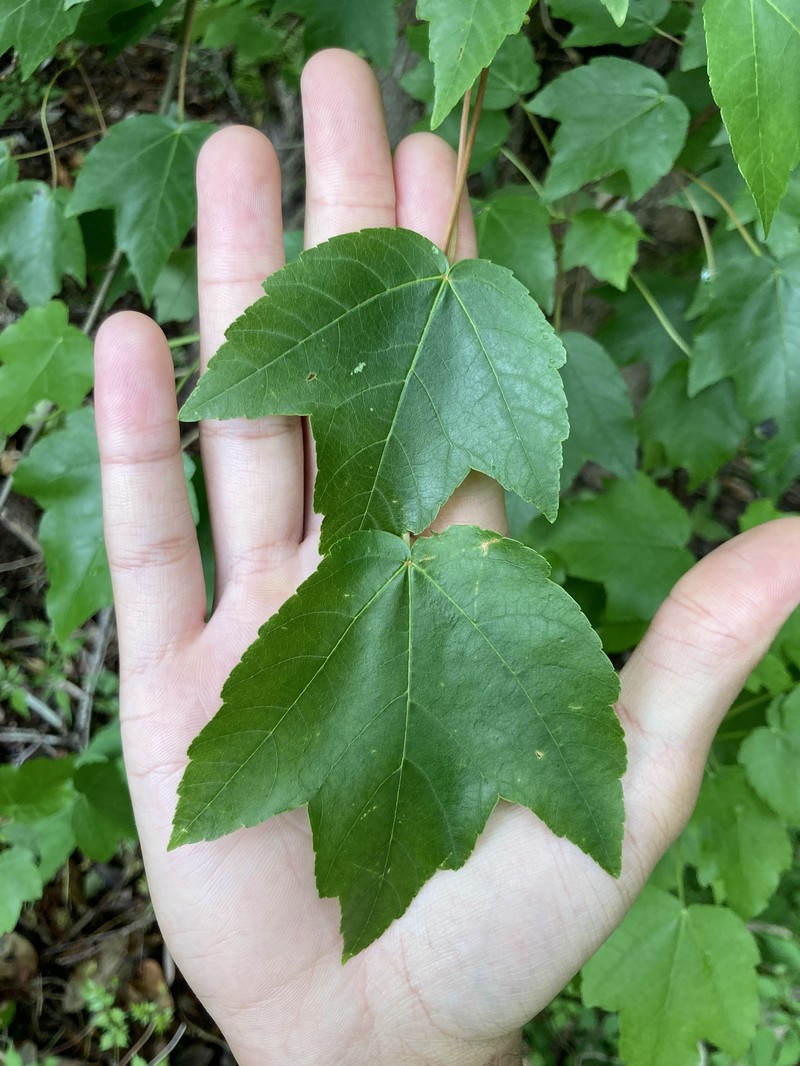 Acer rubrum var. trilobum photo 4