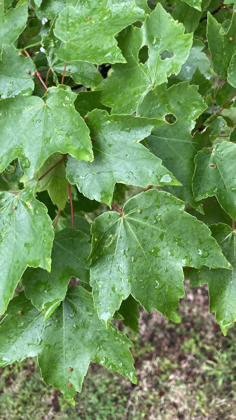 Acer rubrum var. trilobum photo 5