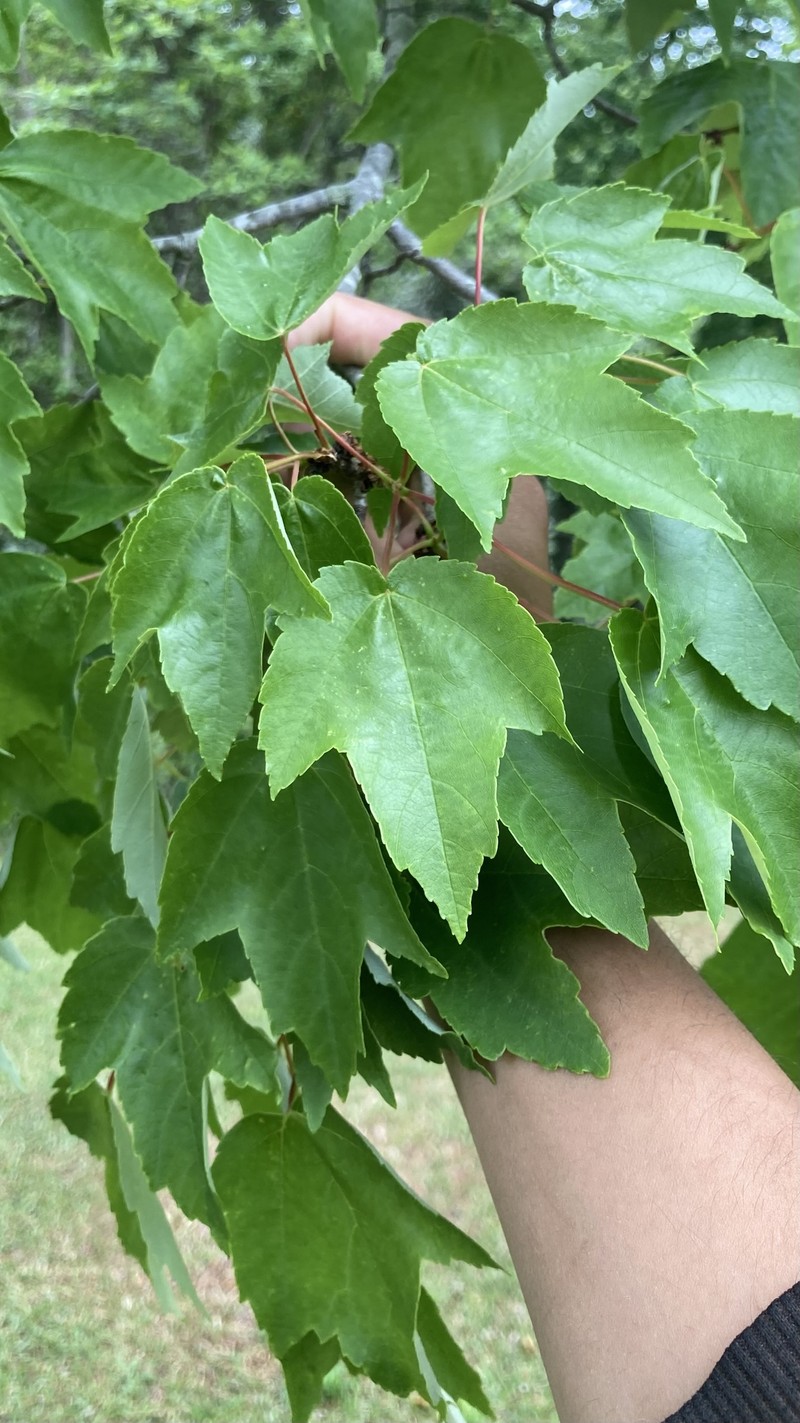 Acer rubrum var. trilobum photo 6