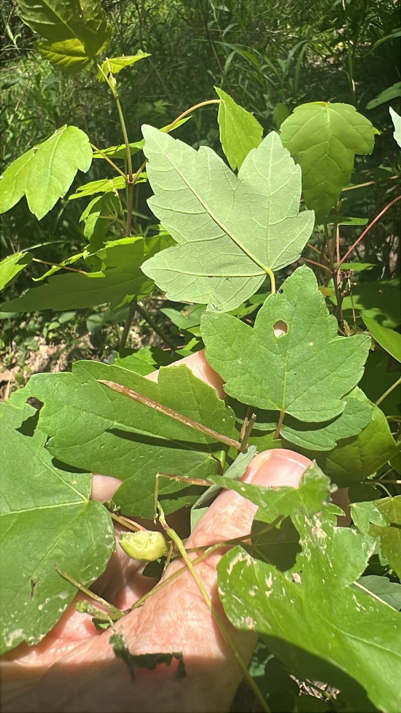 Acer rubrum var. trilobum photo 7
