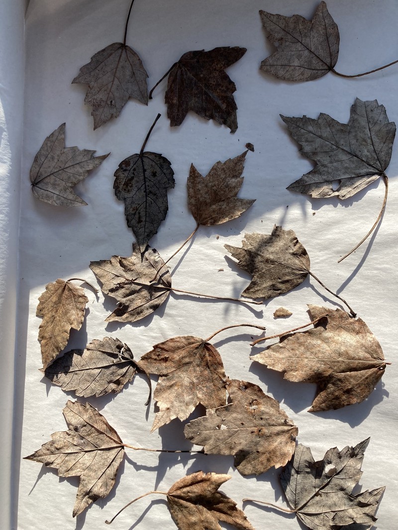 Acer rubrum var. trilobum photo 8