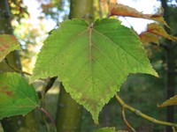 Acer rufinerve