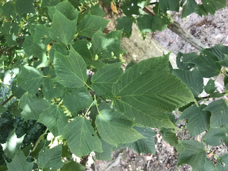 Acer rufinerve photo 2