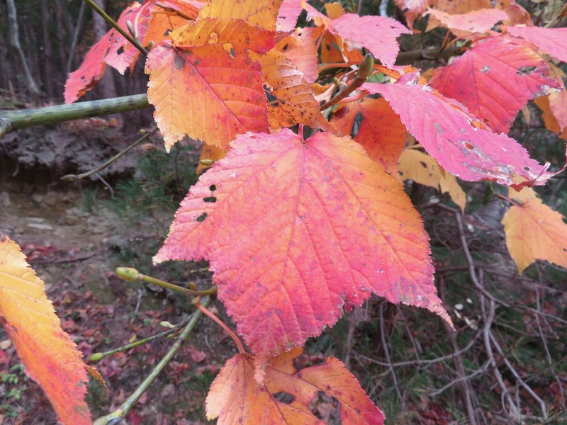 Acer rufinerve photo 3