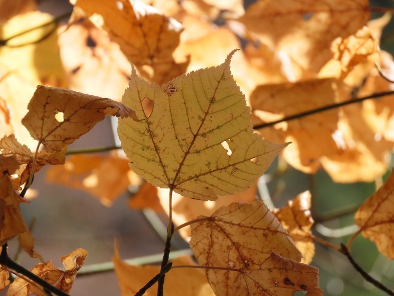 Acer rufinerve photo 4