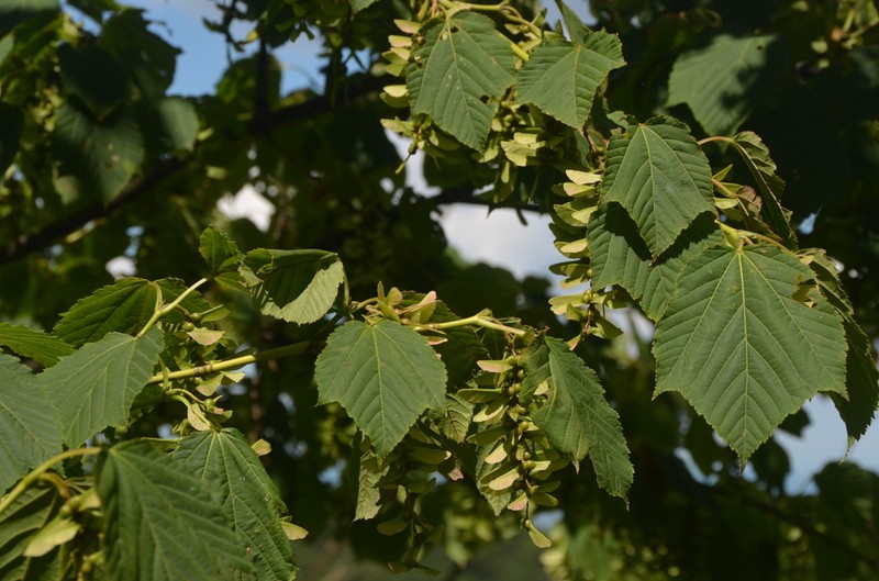 Acer rufinerve photo 5
