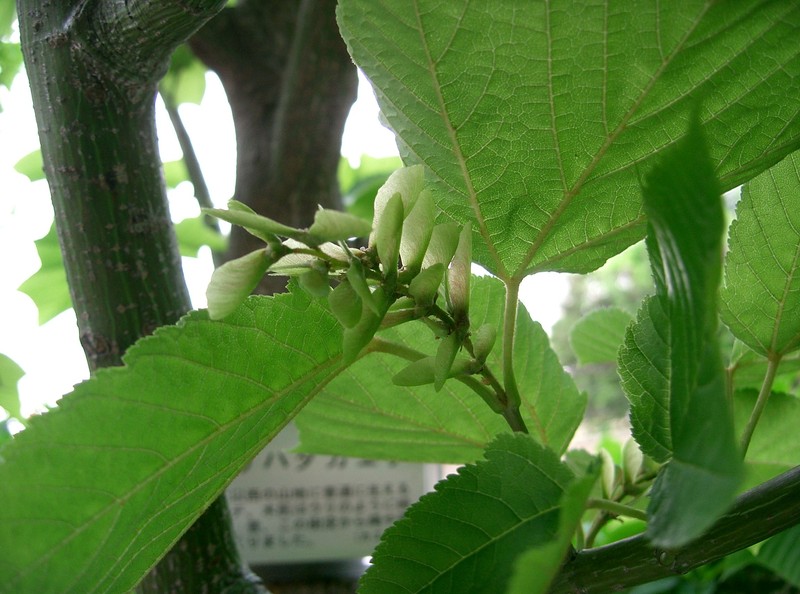 Acer rufinerve photo 7