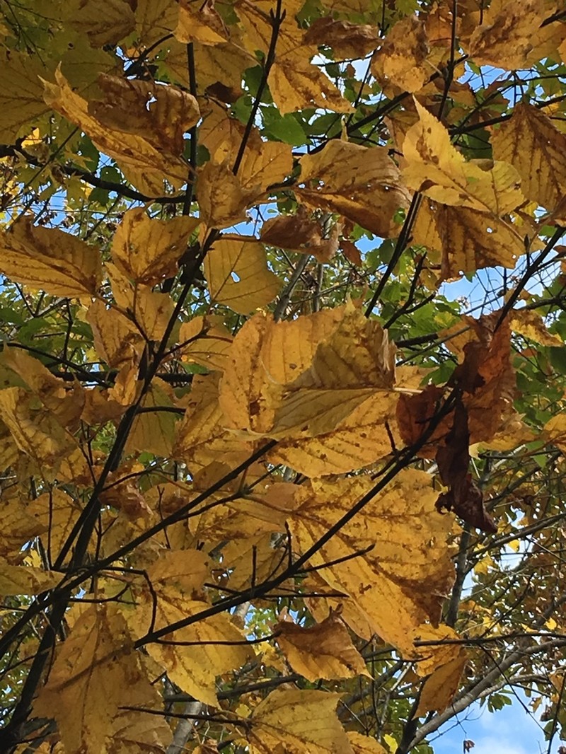 Acer rufinerve photo 8