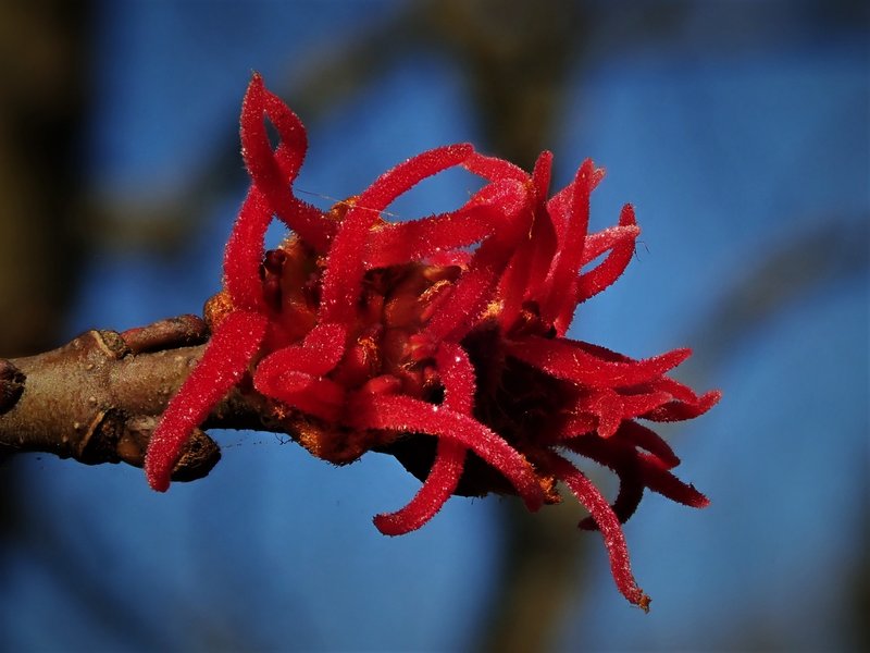 Silver Maple photo 2
