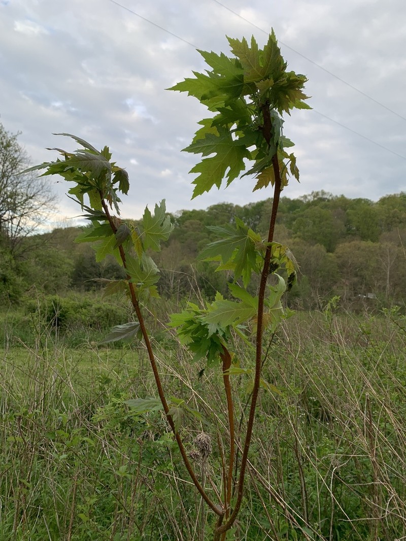 Silver Maple photo 4