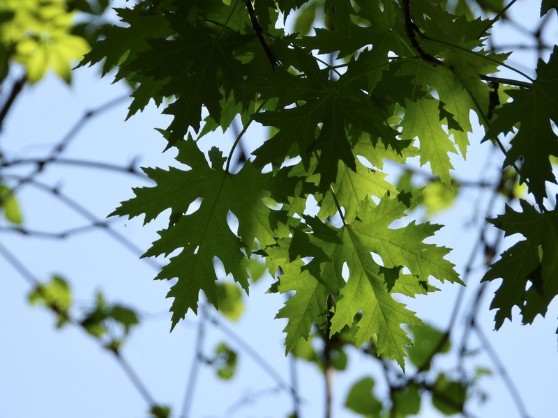 Silver Maple photo 6