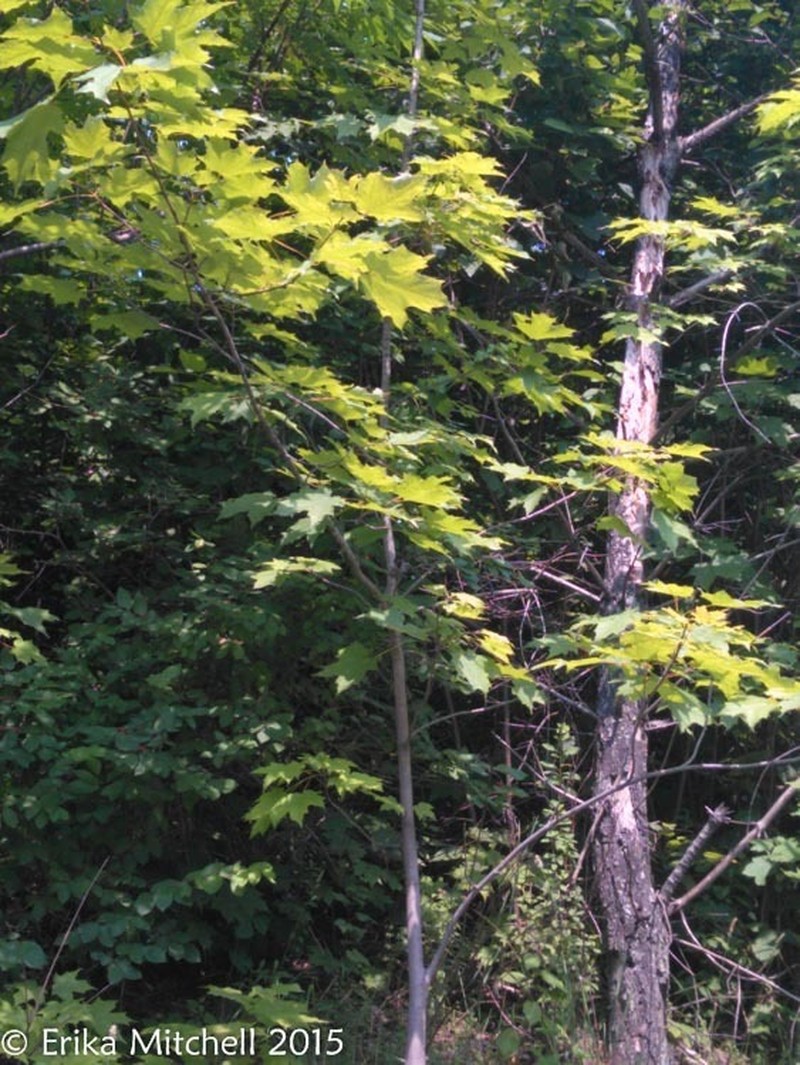 Sugar Maple photo 3